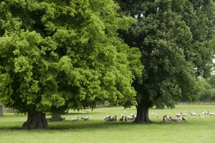 Framed Print : Domestic Sheep, flock, standing in mature parkland with trees, Newmarket, Suffolk, England, June Framed Print : Domestic Sheep, flock, standing in mature parkland with trees, Newmarket, Suffolk, England, June