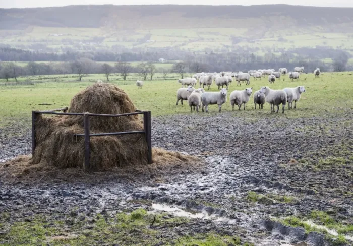 Framed Print : Domestic Sheep, flock, standing in muddy pasture near feeder, Lancashire, England, january Framed Print : Domestic Sheep, flock, standing in muddy pasture near feeder, Lancashire, England, january