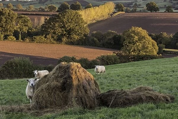 Domestic Sheep, flock, standing in pasture with hay bale at dawn, Trelleck Grange, near Tintern, Monmouthshire