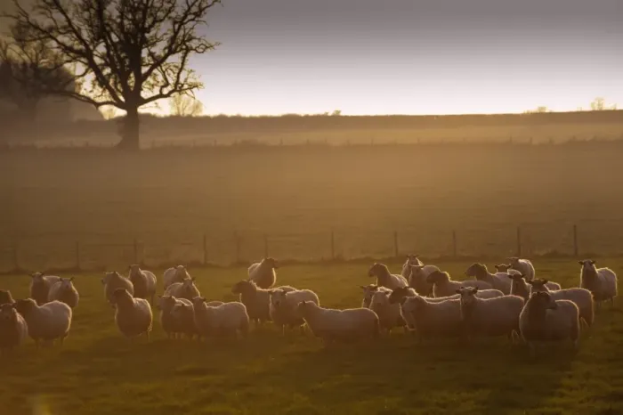 Framed Print : Domestic Sheep, flock, standing in pasture at sunset, England, november