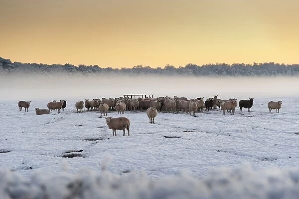 Domestic Sheep, flock, standing in snow covered pasture beside feeder, with mist at sunset, Meathop, Grange-over-Sands