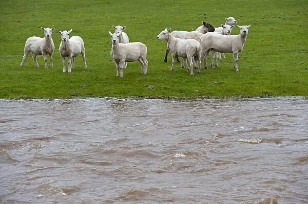 Domestic Sheep, flock stranded in pasture by flooding river, Cumbria, England, May