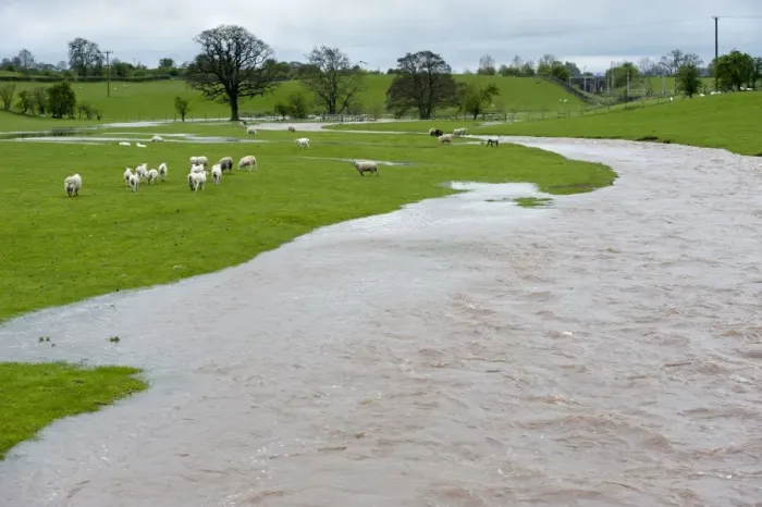 Framed Print : Domestic Sheep, flock stranded in pasture by flooding river, Cumbria, England, May Framed Print : Domestic Sheep, flock stranded in pasture by flooding river, Cumbria, England, May