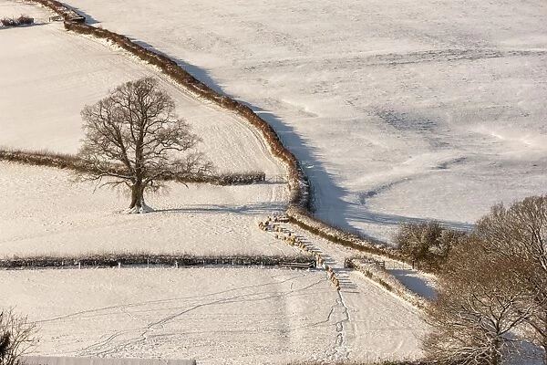 Domestic Sheep, flock, walking through gateway in snow covered pasture at dawn, near Wolvesnewton, Cobblers Plain
