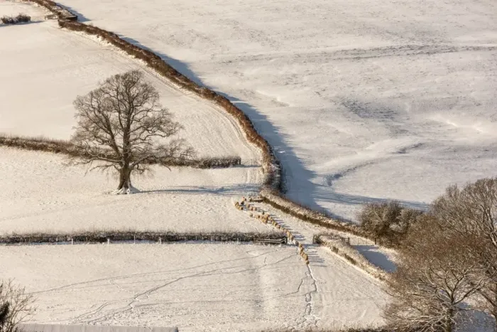 Framed Print : Domestic Sheep, flock, walking through gateway in snow covered pasture at dawn, near Wolvesnewton, Cobblers Plain Framed Print : Domestic Sheep, flock, walking through gateway in snow covered pasture at dawn, near Wolvesnewton, Cobblers Plain