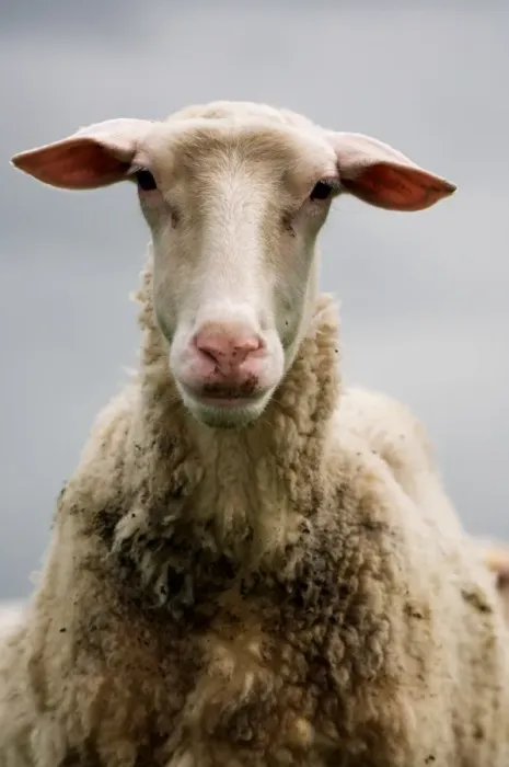 Framed Print : Domestic Sheep, Friesland Milk Sheep ewe, close-up of head, England