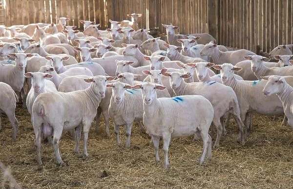 Domestic Sheep, Friesland milking sheep ewes, flock standing in straw yard, Lancashire, England, November