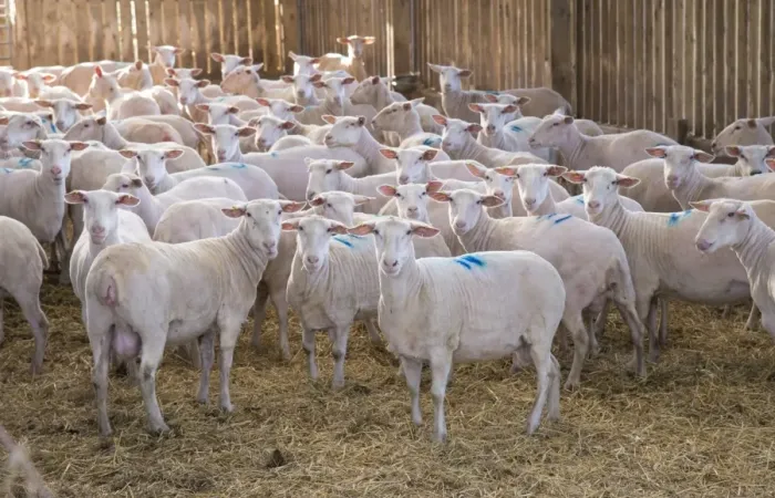 Framed Print : Domestic Sheep, Friesland milking sheep ewes, flock standing in straw yard, Lancashire, England, November