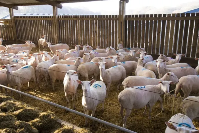 Framed Print : Domestic Sheep, Friesland milking sheep ewes, flock standing in straw yard, Lancashire, England, November Framed Print : Domestic Sheep, Friesland milking sheep ewes, flock standing in straw yard, Lancashire, England, November