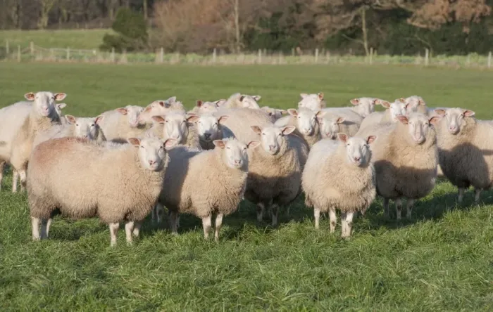 Framed Print : Domestic Sheep, Friesland milking sheep replacements, flock standing in pasture, Lancashire, England, November