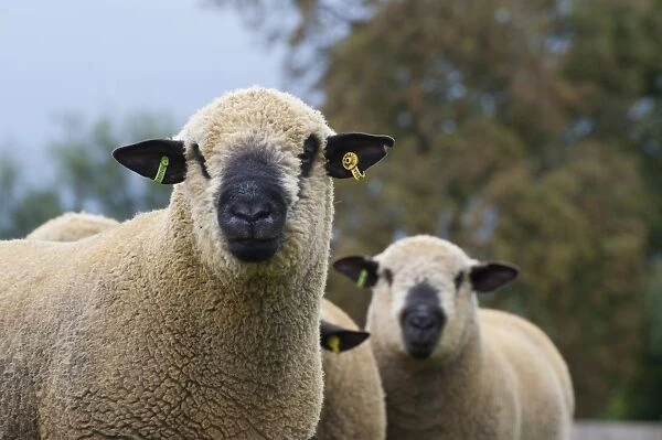 Domestic Sheep, Hampshire Down rams, close-up of heads, Diss, Norfolk, England, august