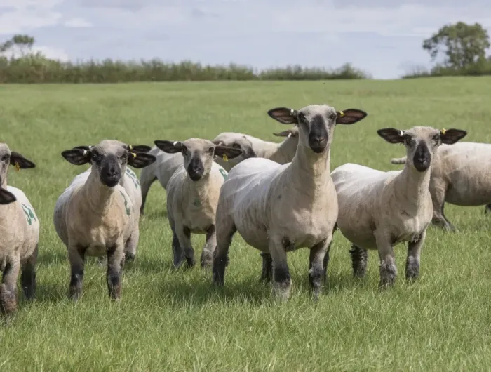Framed Print : Domestic Sheep, Hampshire Down shearling ewes, flock standing in pasture, Lincolnshire, England, August Framed Print : Domestic Sheep, Hampshire Down shearling ewes, flock standing in pasture, Lincolnshire, England, August