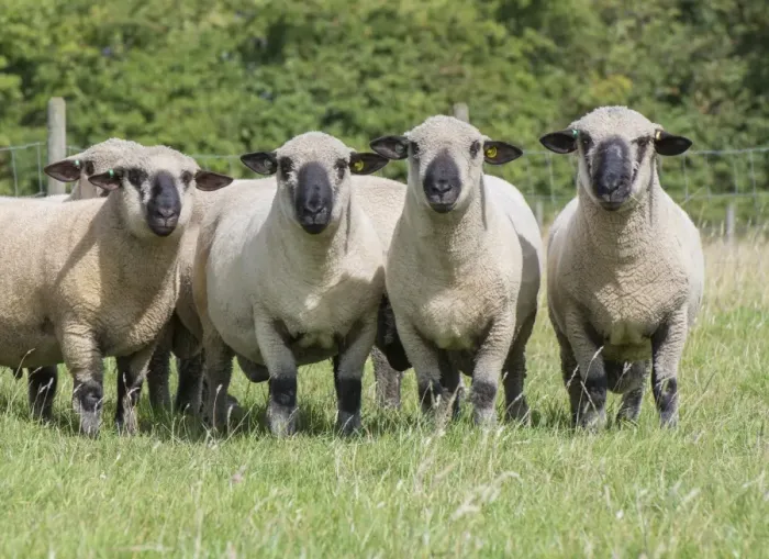 Framed Print : Domestic Sheep, Hampshire Down shearling rams, flock standing in pasture, Lincolnshire, England, August Framed Print : Domestic Sheep, Hampshire Down shearling rams, flock standing in pasture, Lincolnshire, England, August