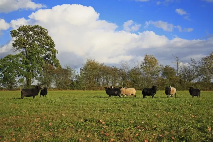 Framed Print : Domestic Sheep, Hebridean and other breeds, mixed flock grazing late growth in unimproved hay meadow habitat, Mickfield Meadow Nature Reserve, Mickfield, Suffolk, England, october Framed Print : Domestic Sheep, Hebridean and other breeds, mixed flock grazing late growth in unimproved hay meadow habitat, Mickfield Meadow Nature Reserve, Mickfield, Suffolk, England, october