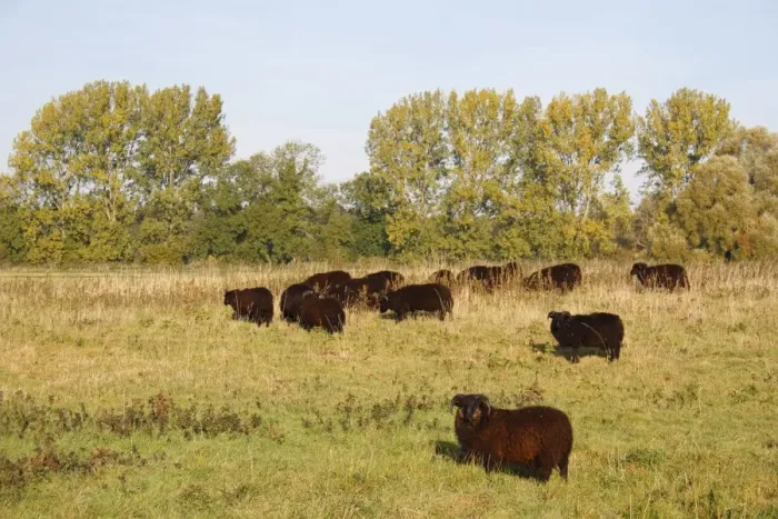 Framed Print : Domestic Sheep, Hebridean, flock grazing in breckland pasture, Knettishall Heath Country Park, Suffolk, England Framed Print : Domestic Sheep, Hebridean, flock grazing in breckland pasture, Knettishall Heath Country Park, Suffolk, England