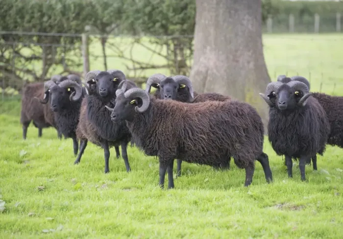 Framed Print : Domestic Sheep, Hebridean, rams, flock standing in pasture, Gisburn, Lancashire, England, August Framed Print : Domestic Sheep, Hebridean, rams, flock standing in pasture, Gisburn, Lancashire, England, August