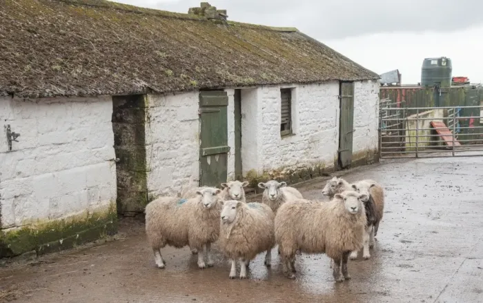 Framed Print : Domestic Sheep, Herdwick cross, flock standing in farmyard beside traditional farm building, Seascale, Cumbria