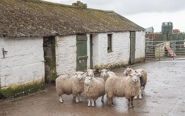 Domestic Sheep, Herdwick cross, flock standing in farmyard beside traditional farm building, Seascale, Cumbria