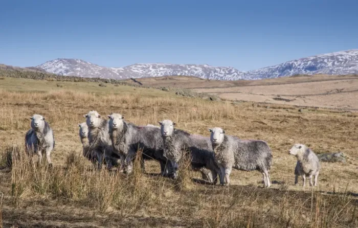 Framed Print : Domestic Sheep, Herdwick ewes, flock standing in upland pasture, Crosbythwaite, Lake District N. P Framed Print : Domestic Sheep, Herdwick ewes, flock standing in upland pasture, Crosbythwaite, Lake District N. P
