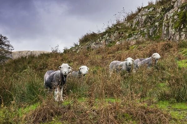 Domestic Sheep, Herdwick ewes, standing amongst bracken on fellside, Cumbria, England, October