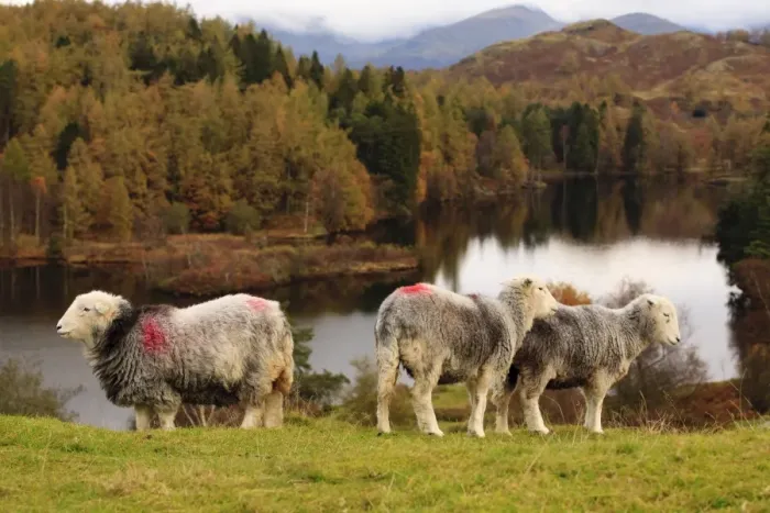 Framed Print : Domestic Sheep, Herdwick ewes, standing beside lake, Tarn Hows, Lake District, Cumbria, England, October Framed Print : Domestic Sheep, Herdwick ewes, standing beside lake, Tarn Hows, Lake District, Cumbria, England, October
