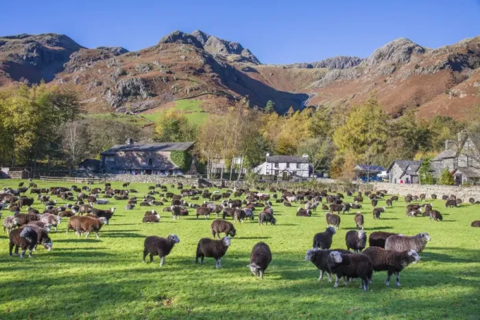 Framed Print : Domestic Sheep, Herdwick flock, standing in pasture, Great Langdale, Lake District N. P. Cumbria, England, November Framed Print : Domestic Sheep, Herdwick flock, standing in pasture, Great Langdale, Lake District N. P. Cumbria, England, November