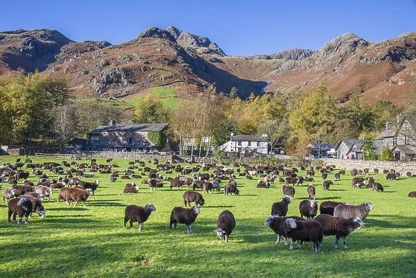 Domestic Sheep, Herdwick flock, standing in pasture, Great Langdale, Lake District N. P. Cumbria, England, November