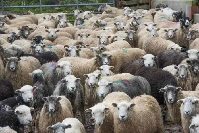 Framed Print : Domestic Sheep, Herdwick and Herdwick cross, flock, standing in farmyard, Seascale, Cumbria, England, March Framed Print : Domestic Sheep, Herdwick and Herdwick cross, flock, standing in farmyard, Seascale, Cumbria, England, March