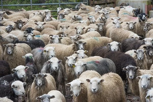 Domestic Sheep, Herdwick and Herdwick cross, flock, standing in farmyard, Seascale, Cumbria, England, March