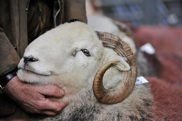 Domestic Sheep, Herdwick ram, close-up of head, held by shepherd at annual tup sale, Broughton in Furness