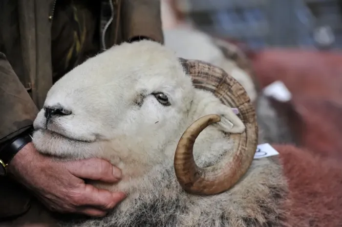 Framed Print : Domestic Sheep, Herdwick ram, close-up of head, held by shepherd at annual tup sale, Broughton in Furness Framed Print : Domestic Sheep, Herdwick ram, close-up of head, held by shepherd at annual tup sale, Broughton in Furness