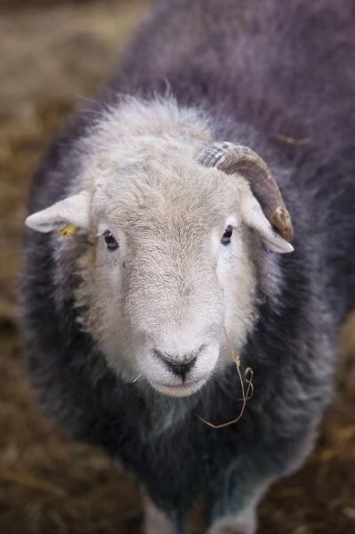 Domestic Sheep, Herdwick ram, close-up of head, with only one horn, Lake District N. P. Cumbria, England, November