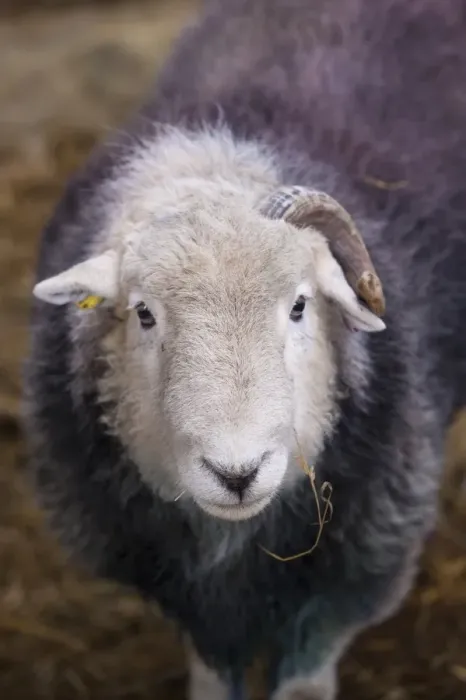 Framed Print : Domestic Sheep, Herdwick ram, close-up of head, with only one horn, Lake District N. P. Cumbria, England, November