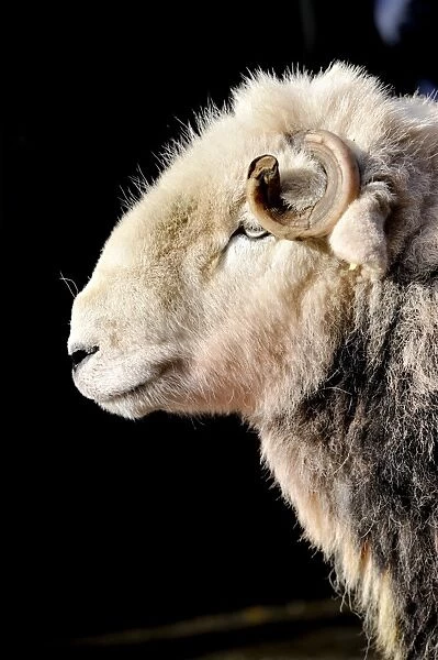 Domestic Sheep, Herdwick ram, close-up of head, at annual tup sale, Broughton in Furness, Lake District, Cumbria