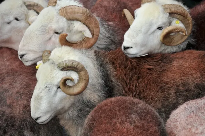 Framed Print : Domestic Sheep, Herdwick rams, flock at annual tup sale, Broughton in Furness, Lake District, Cumbria, England, October Framed Print : Domestic Sheep, Herdwick rams, flock at annual tup sale, Broughton in Furness, Lake District, Cumbria, England, October