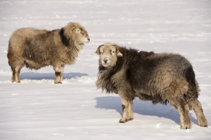 Framed Print : Domestic Sheep, Herdwick rams, standing in snow covered pasture, Cumbria, England, January Framed Print : Domestic Sheep, Herdwick rams, standing in snow covered pasture, Cumbria, England, January