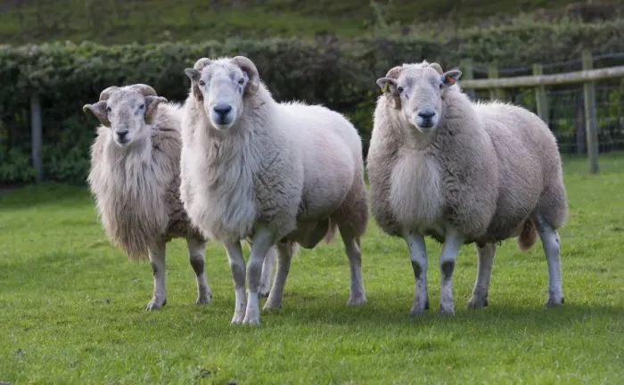 Framed Print : Domestic Sheep, Improved Welsh Mountain rams, three standing in pasture, Welshpool, Powys, Wales, October Framed Print : Domestic Sheep, Improved Welsh Mountain rams, three standing in pasture, Welshpool, Powys, Wales, October