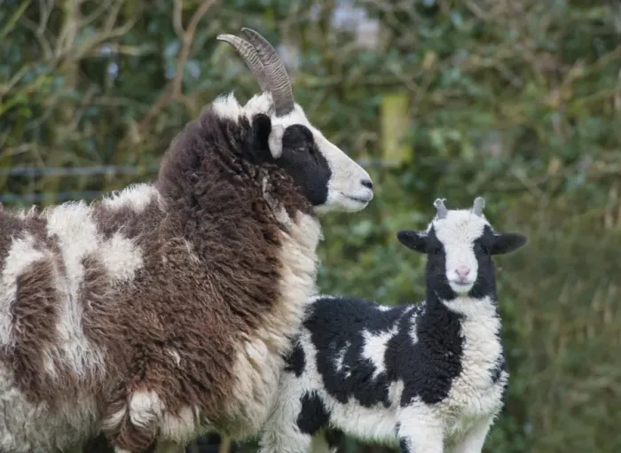 Framed Print : Domestic Sheep, Jacob Sheep, ewe with lamb, Longridge, Lancashire, England, march Framed Print : Domestic Sheep, Jacob Sheep, ewe with lamb, Longridge, Lancashire, England, march