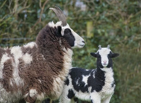 Domestic Sheep, Jacob Sheep, ewe with lamb, Longridge, Lancashire, England, march