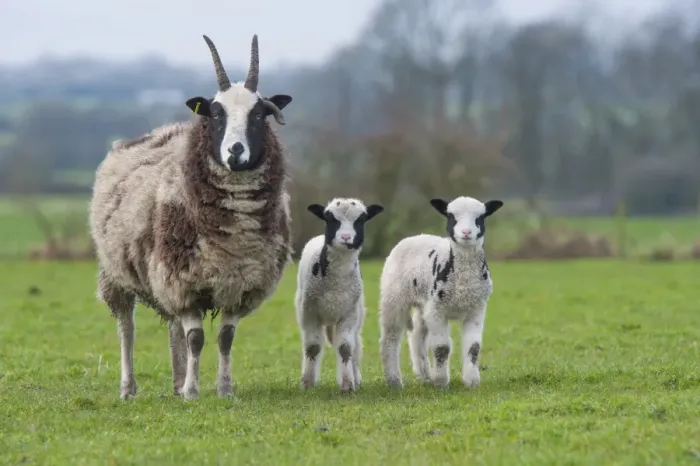 Framed Print : Domestic Sheep, Jacob Sheep, ewe with lambs, standing in pasture, Longridge, Lancashire, England, march Framed Print : Domestic Sheep, Jacob Sheep, ewe with lambs, standing in pasture, Longridge, Lancashire, England, march