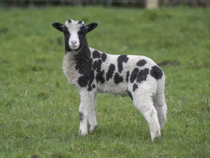 Framed Print : Domestic Sheep, Jacob Sheep, lamb, standing in pasture, Longridge, Lancashire, England, march