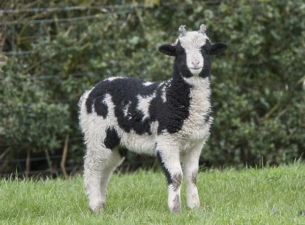 Domestic Sheep, Jacob Sheep, lamb, standing in pasture, Longridge, Lancashire, England, march