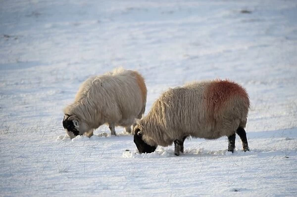 Domestic Sheep, Kendal Rough Fell, two ewes, grazing in snow covered pasture, Cumbria, England, January