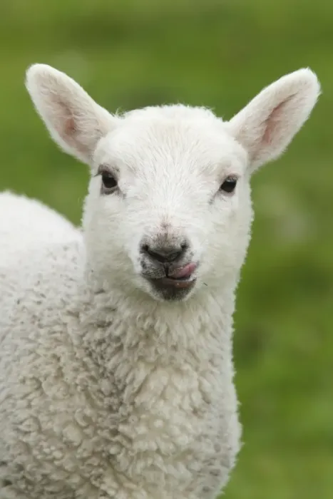 Framed Print : Domestic Sheep, lamb, close-up of head, with tongue out, Shetland Islands, Scotland, June Framed Print : Domestic Sheep, lamb, close-up of head, with tongue out, Shetland Islands, Scotland, June
