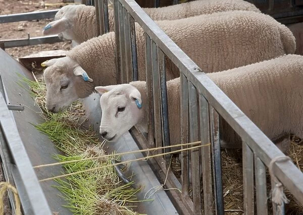 Domestic Sheep, lambs, feeding on Barley (Hordeum vulgare) hydroponic growing system crop of sprouted seedlings at five