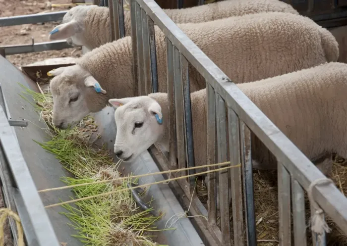 Framed Print : Domestic Sheep, lambs, feeding on Barley (Hordeum vulgare) hydroponic growing system crop of sprouted seedlings at five Framed Print : Domestic Sheep, lambs, feeding on Barley (Hordeum vulgare) hydroponic growing system crop of sprouted seedlings at five