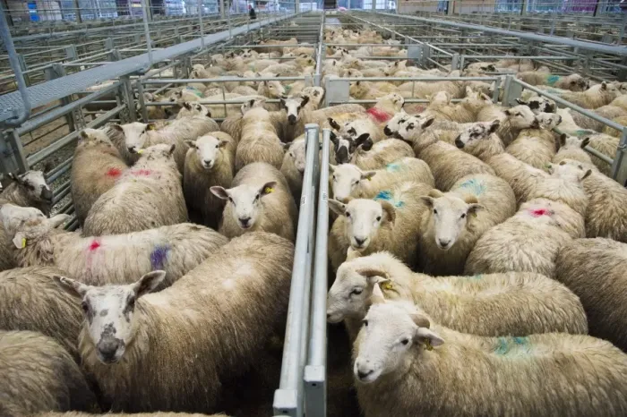 Framed Print : Domestic Sheep, lambs, flock spray marked in pens at market, Welshpool Livestock Market, Welshpool, Powys, Wales, december Framed Print : Domestic Sheep, lambs, flock spray marked in pens at market, Welshpool Livestock Market, Welshpool, Powys, Wales, december