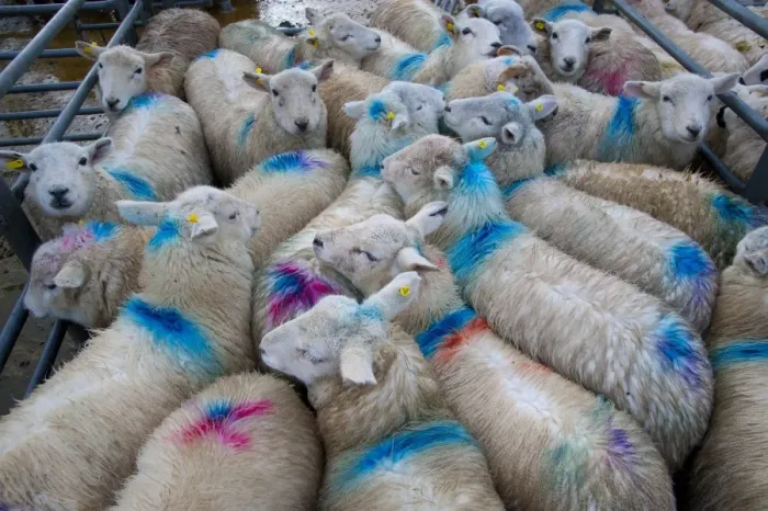 Framed Print : Domestic Sheep, lambs, flock spray marked in pens at market, Welshpool Livestock Market, Welshpool, Powys, Wales Framed Print : Domestic Sheep, lambs, flock spray marked in pens at market, Welshpool Livestock Market, Welshpool, Powys, Wales