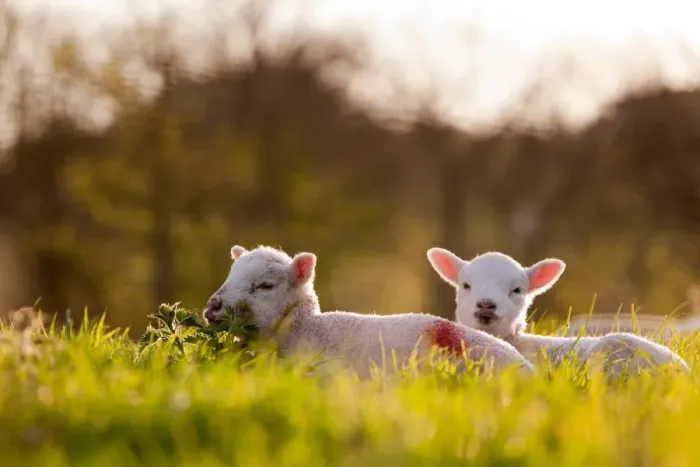 Framed Print : Domestic Sheep, two lambs, resting on pasture in morning sunshine, Northam, North Devon, England, april