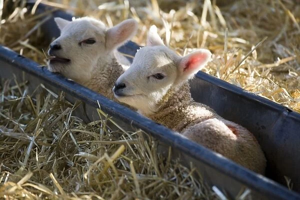 Domestic Sheep, two lambs, resting in trough, North Yorkshire, England, march